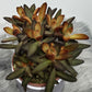 Kalanchoe Tomentosa