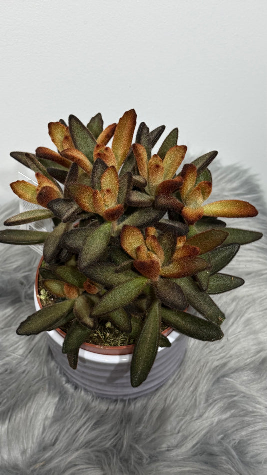 Kalanchoe Tomentosa