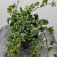 Ivy Variegata