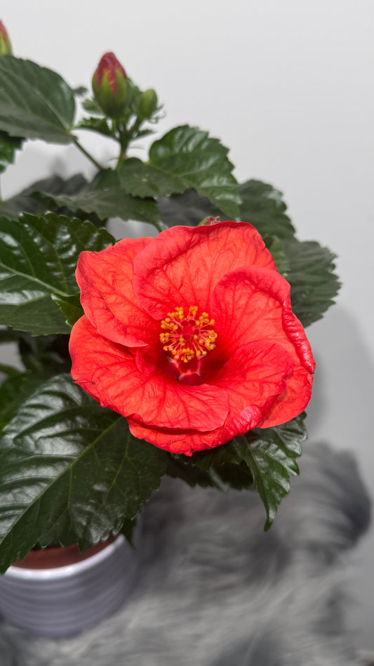 Hibiscus Red