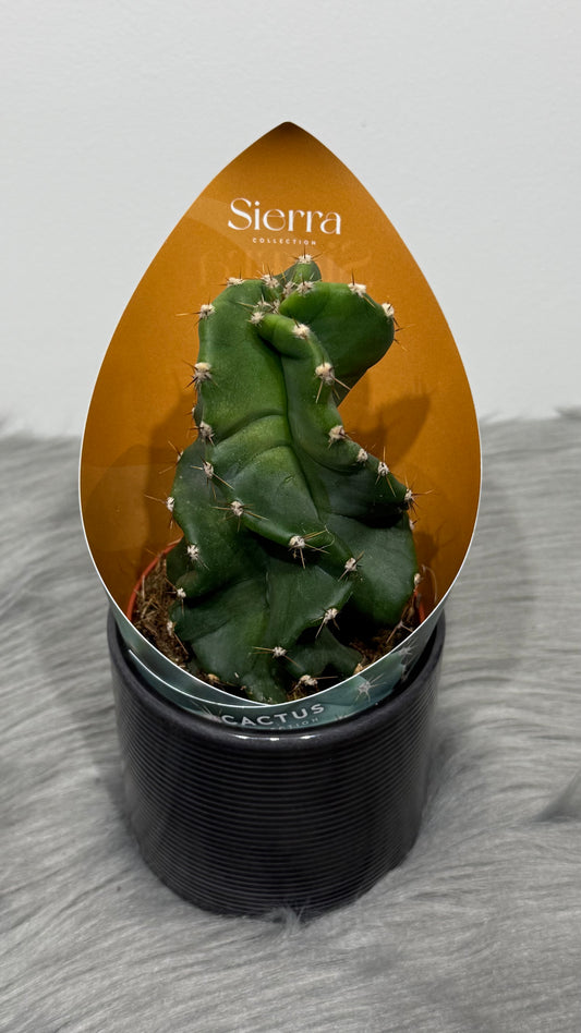 Cereus Peruvianus Tortuosus