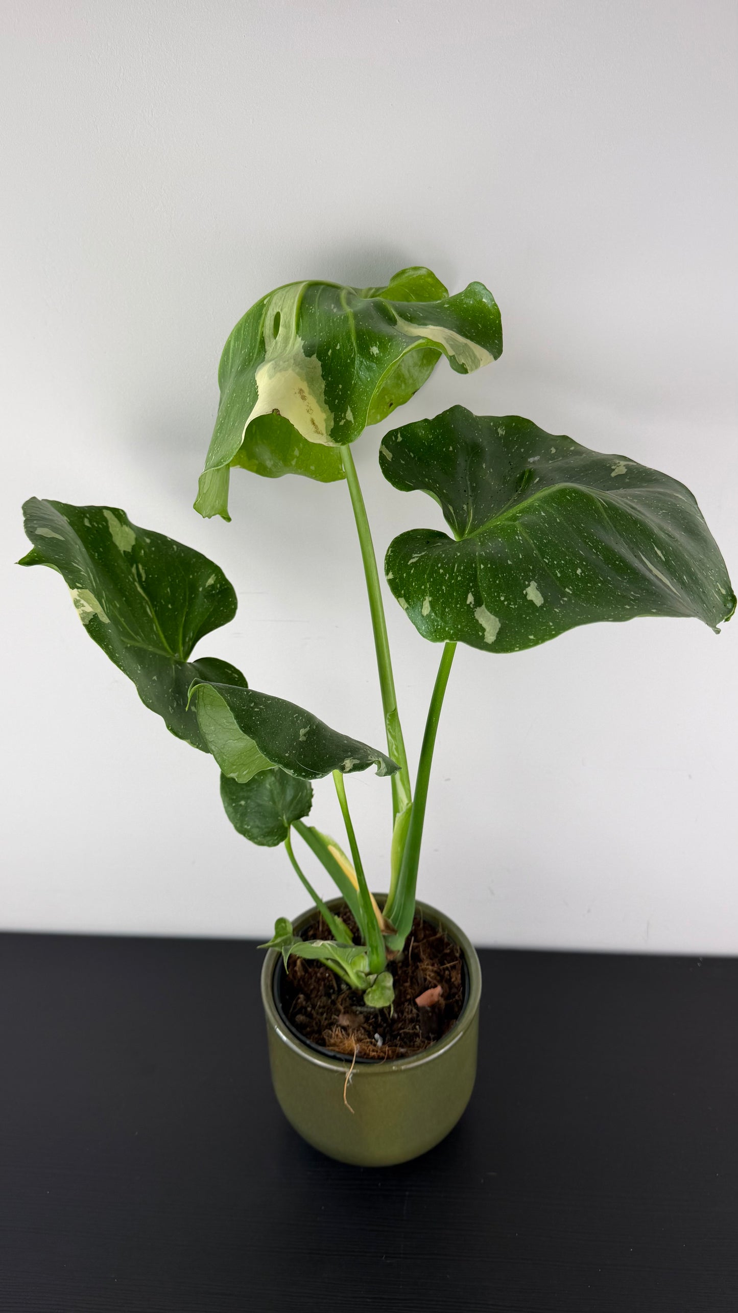 Monstera Thai Constellation
