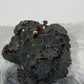 Begonia Rex 6