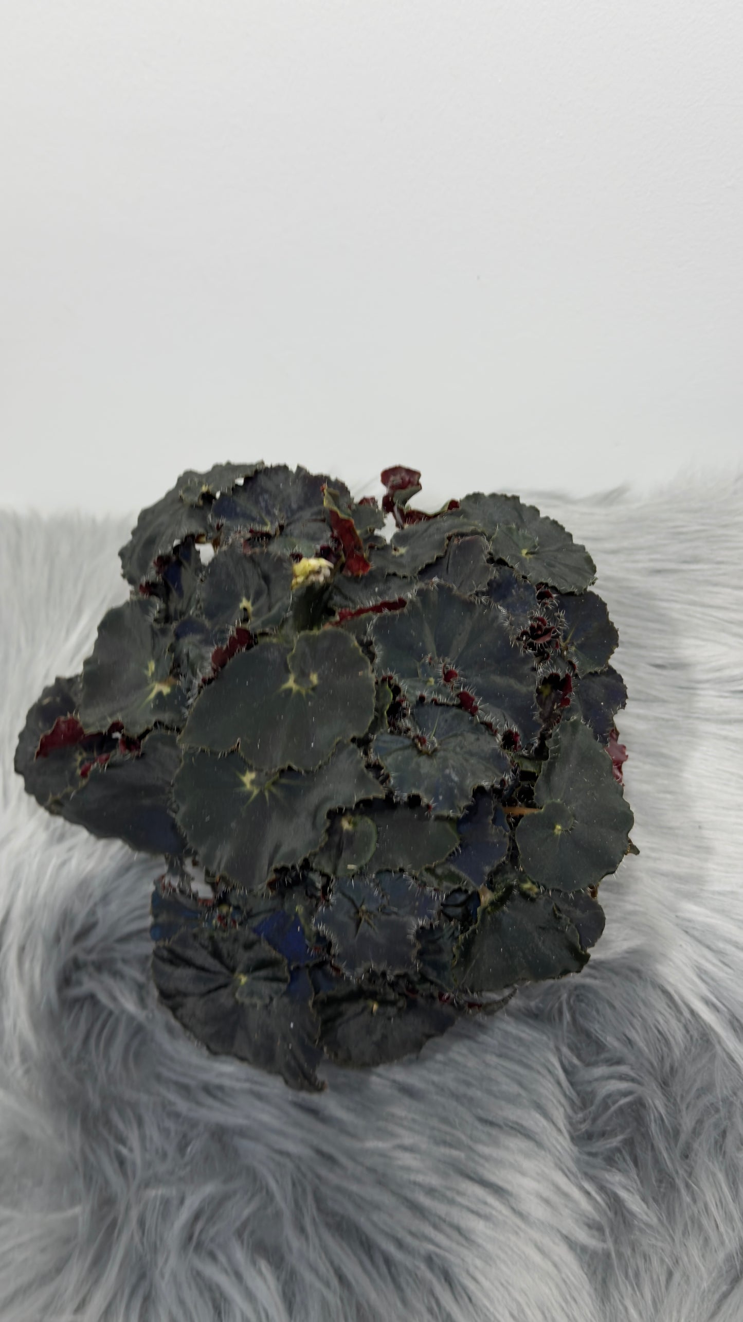 Begonia Rex 6