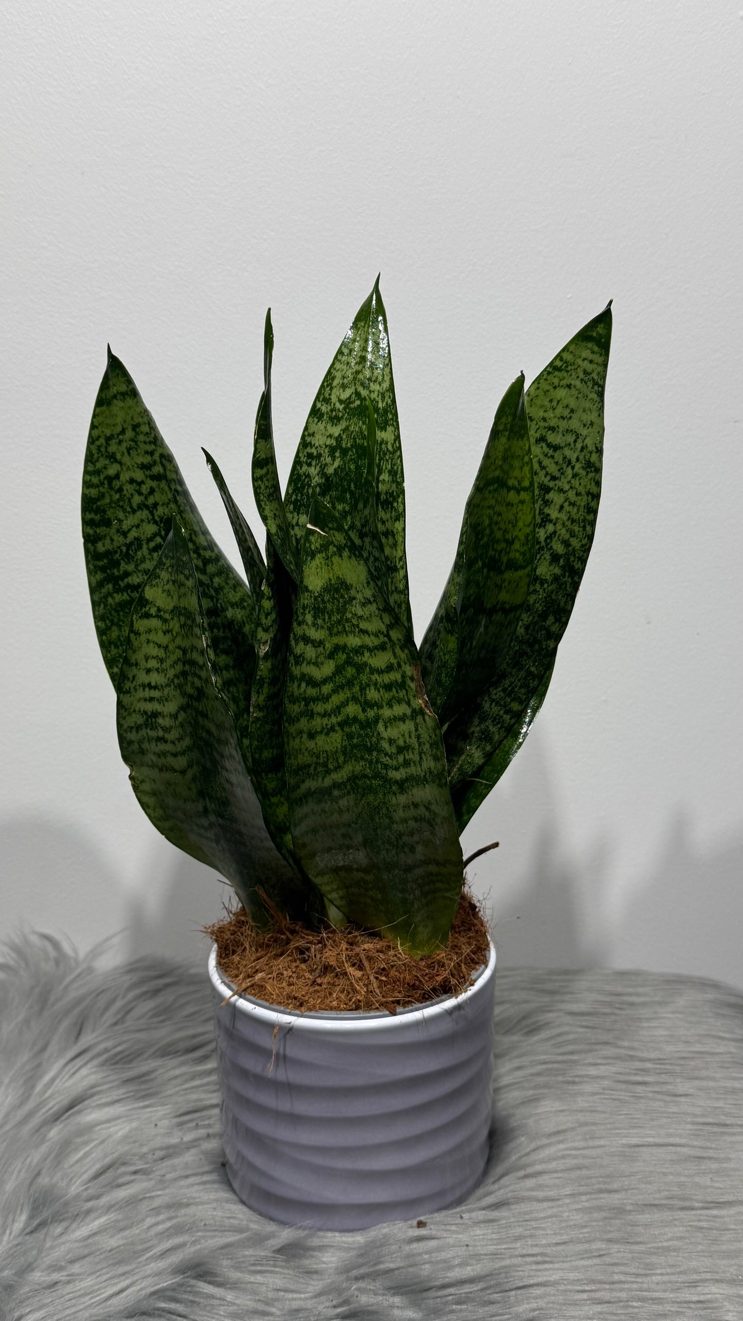 Sansevieria Zeylanica