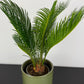 Cycas Revoluta