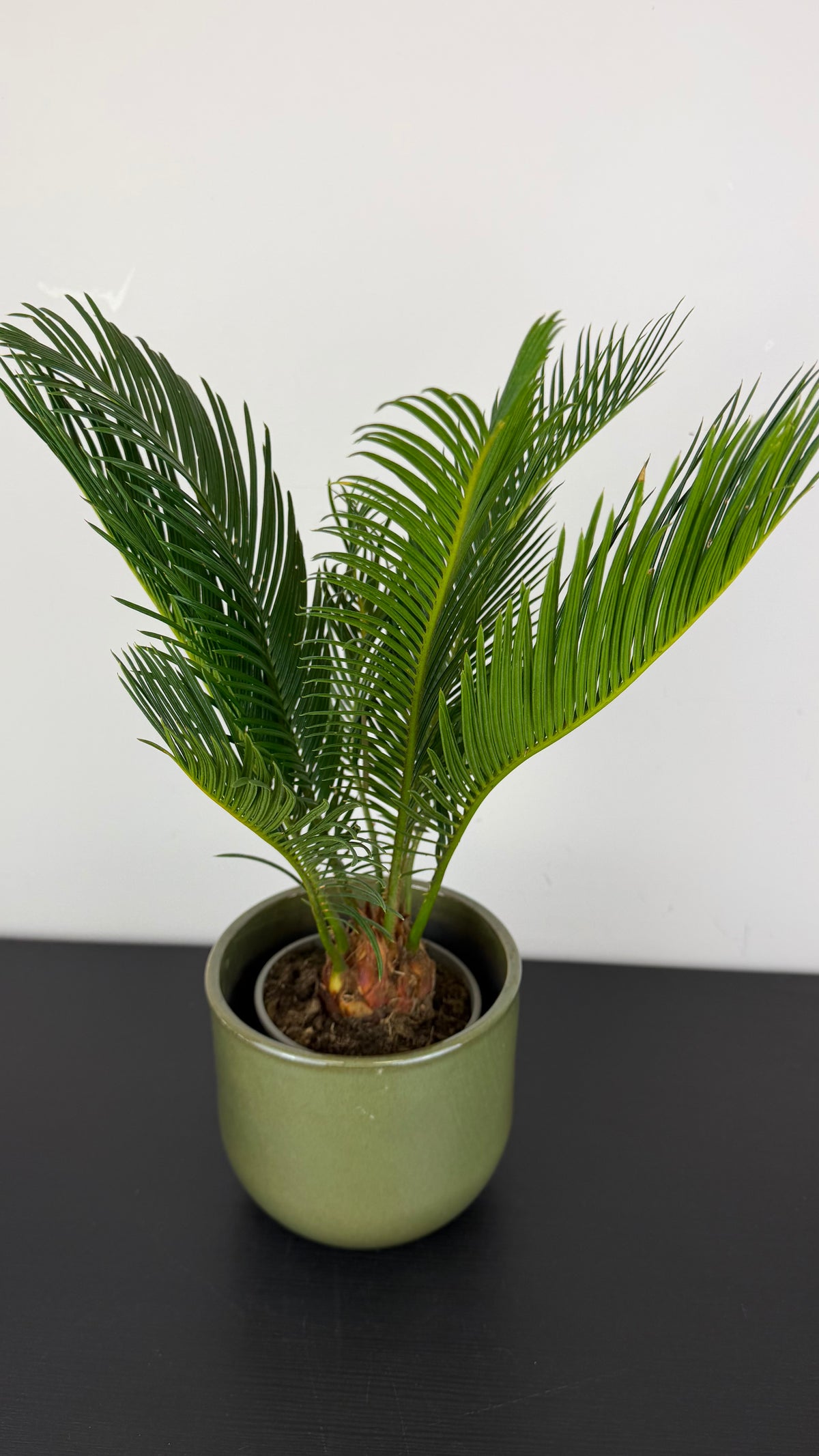 Cycas Revoluta