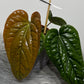 Anthurium Luxurians x Radicans