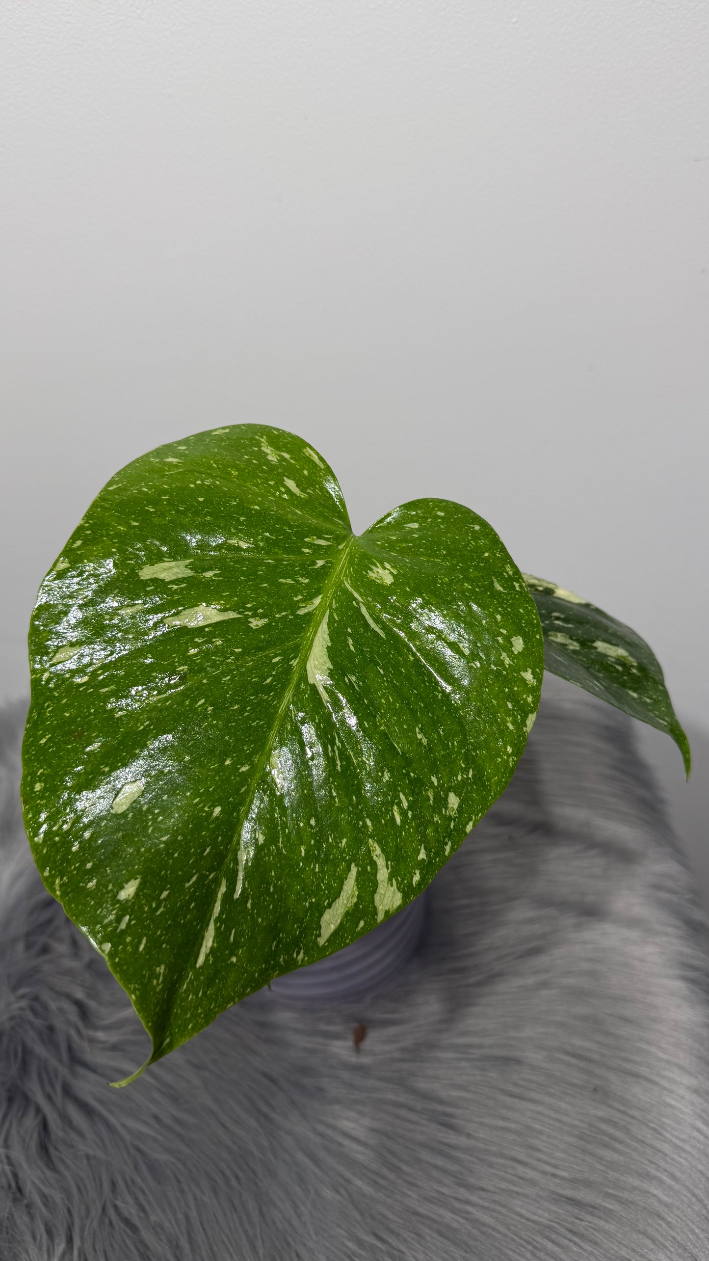 Monstera Thai Constellation