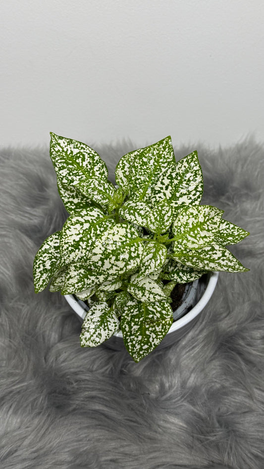 Hypoestes White