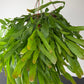 Lepismium Houlletian