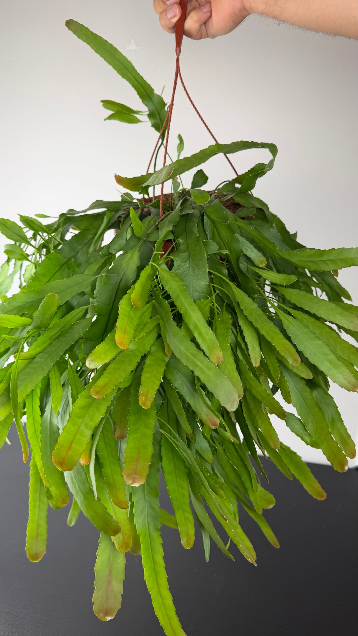 Lepismium Houlletian