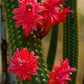 Cleistocactus Samaipatan
