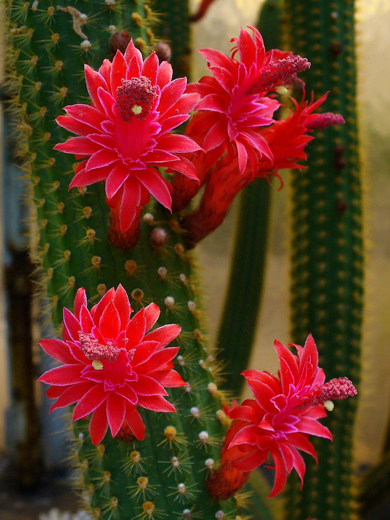 Cleistocactus Samaipatan