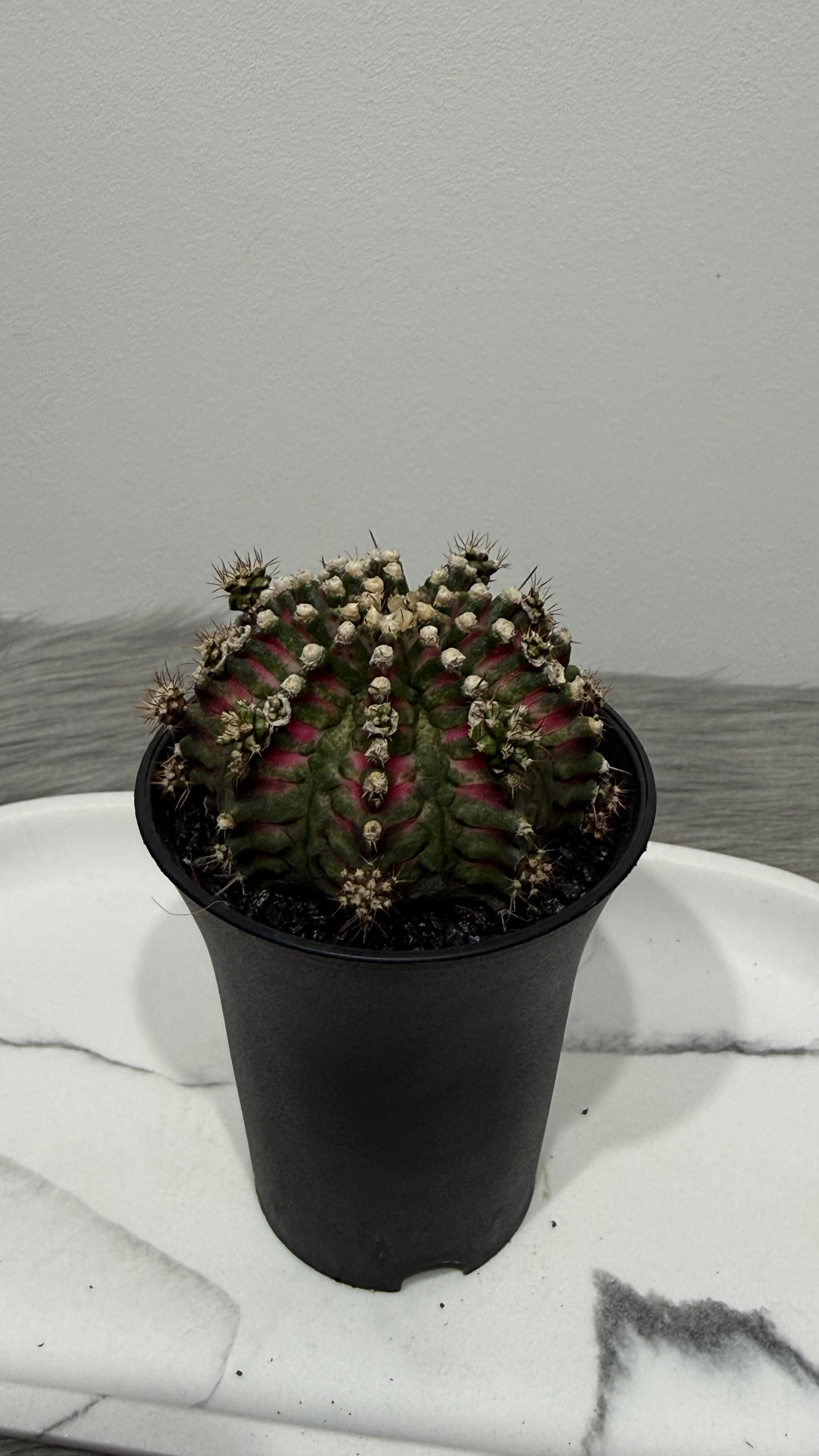 Gymnocalycium T-Rex Hybrid – www.augi-plants.lv