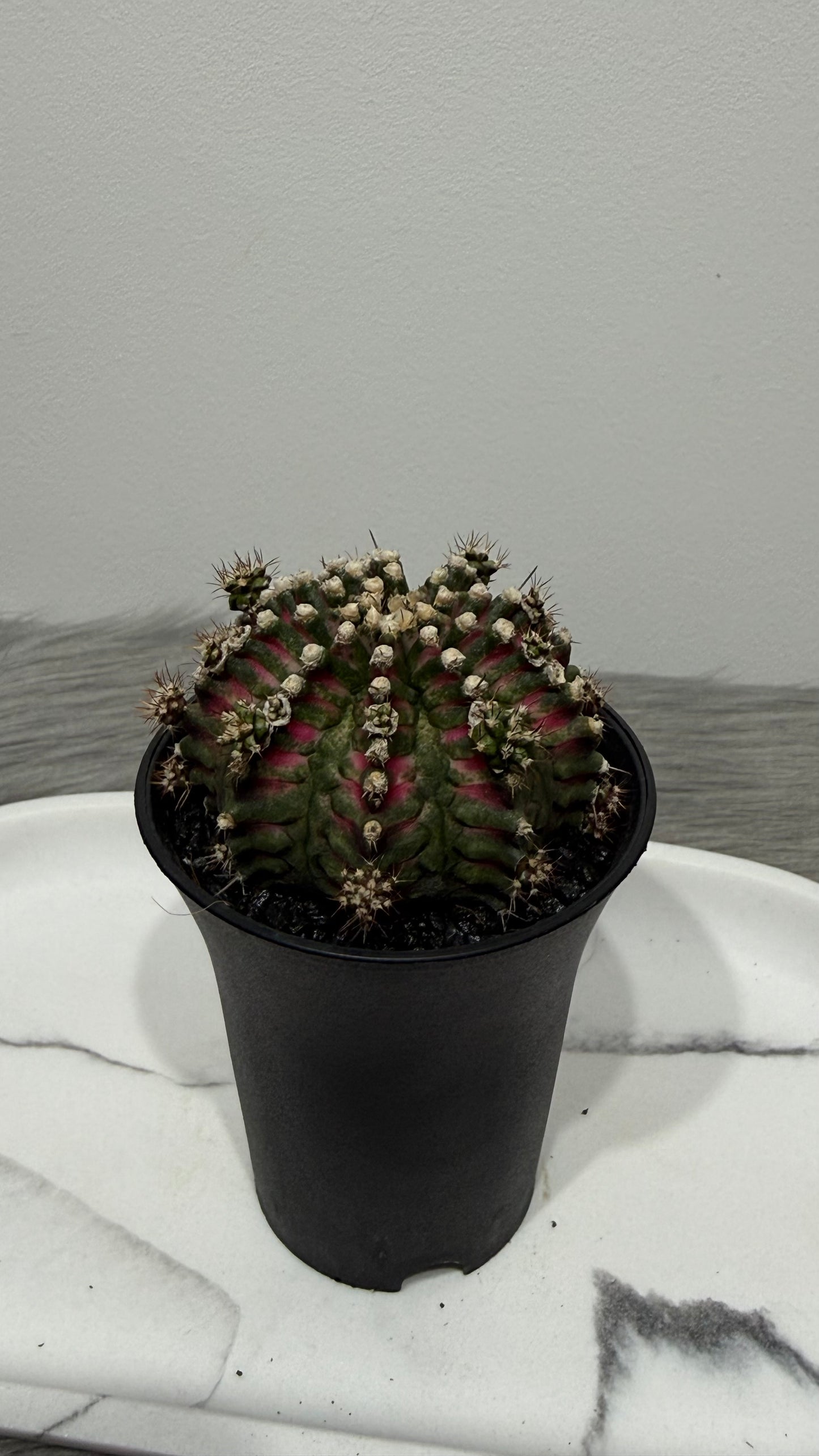 Gymnocalycium T-Rex Hybrid