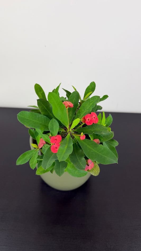 Euphorbia Milii Vulcanic