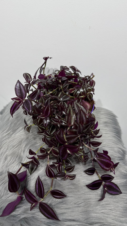 Tradescantia Zebrina purpusii