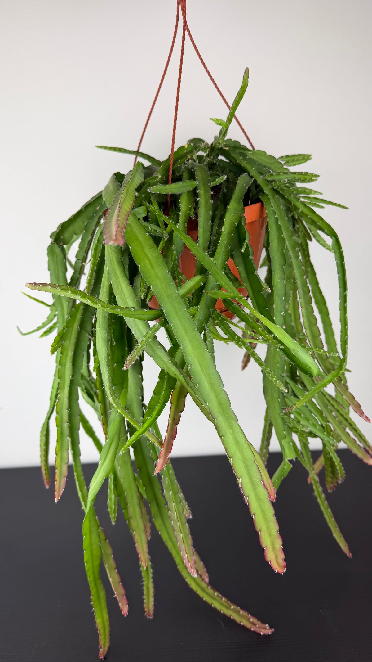 Lepismium Crociforme