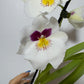 Orhideja Miltoniopsis 1