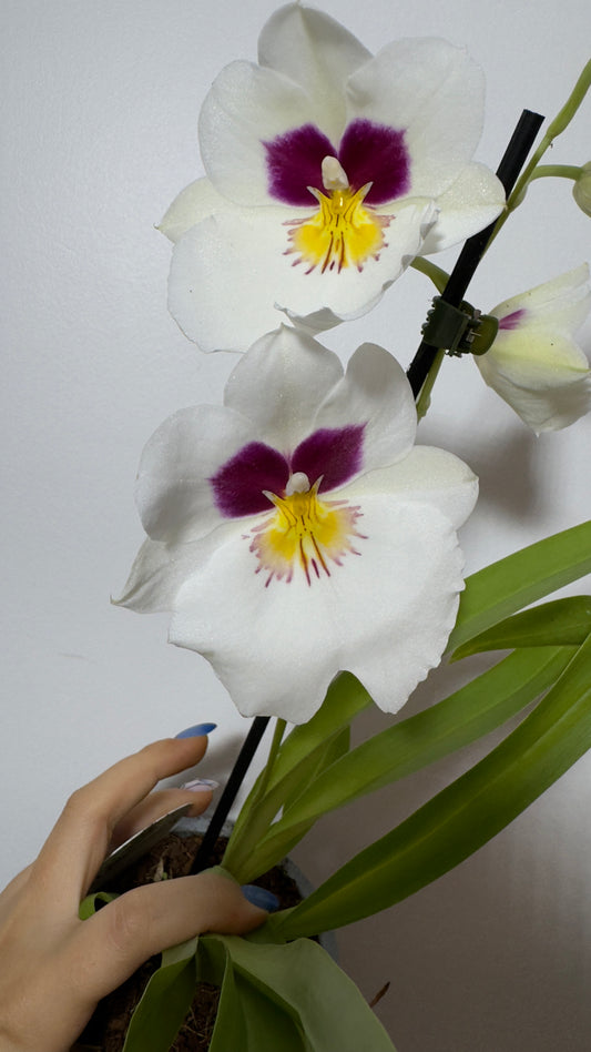 Orhideja Miltoniopsis 1