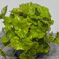 Begonia Beleaf 9