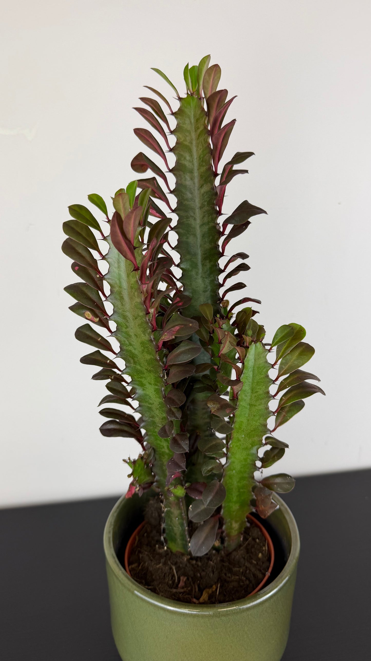 Euphorbia Trigona Rubra