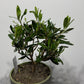Olea Europaea