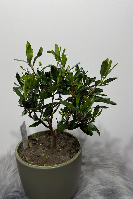 Olea Europaea