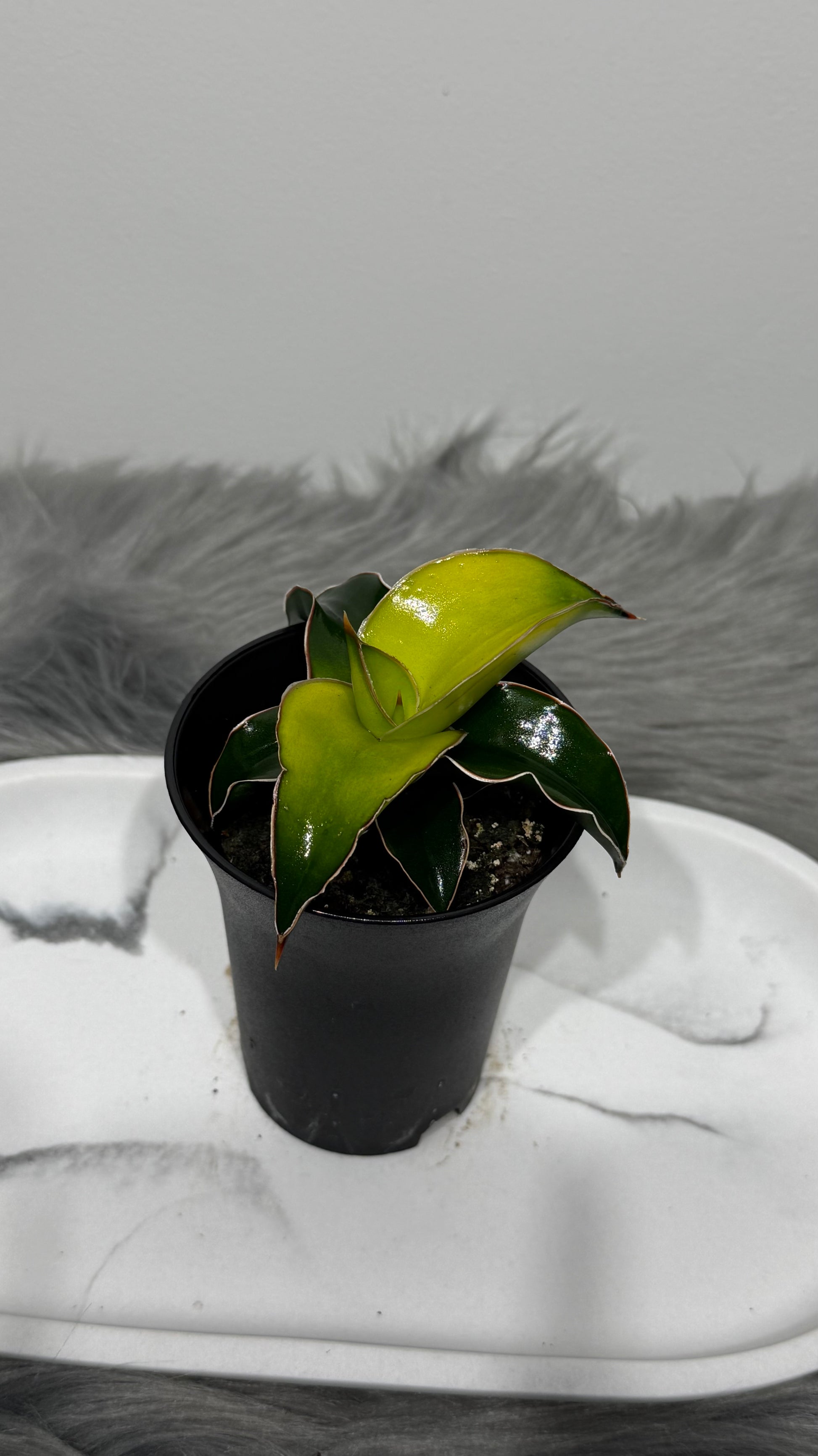 sansevieria star canary Sansevieria Star Canary – www.augi-plants.lv