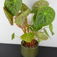 Begonia phuthoensis