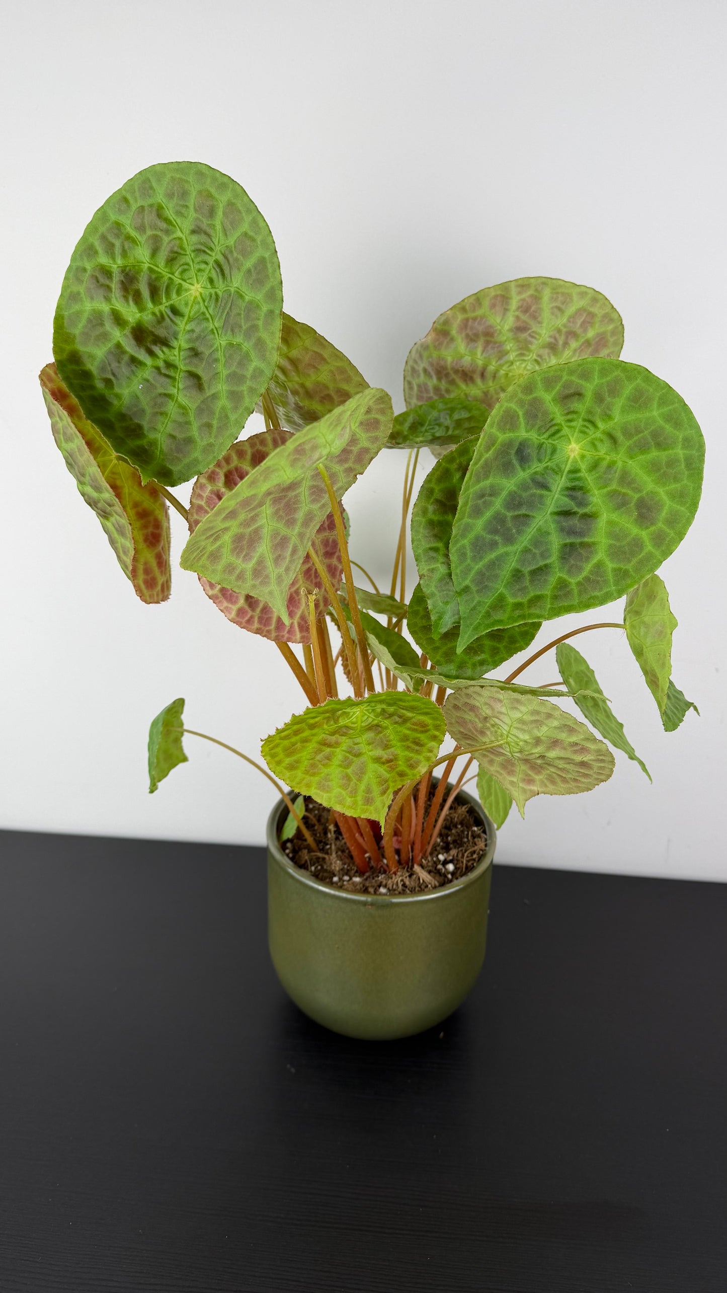 Begonia phuthoensis