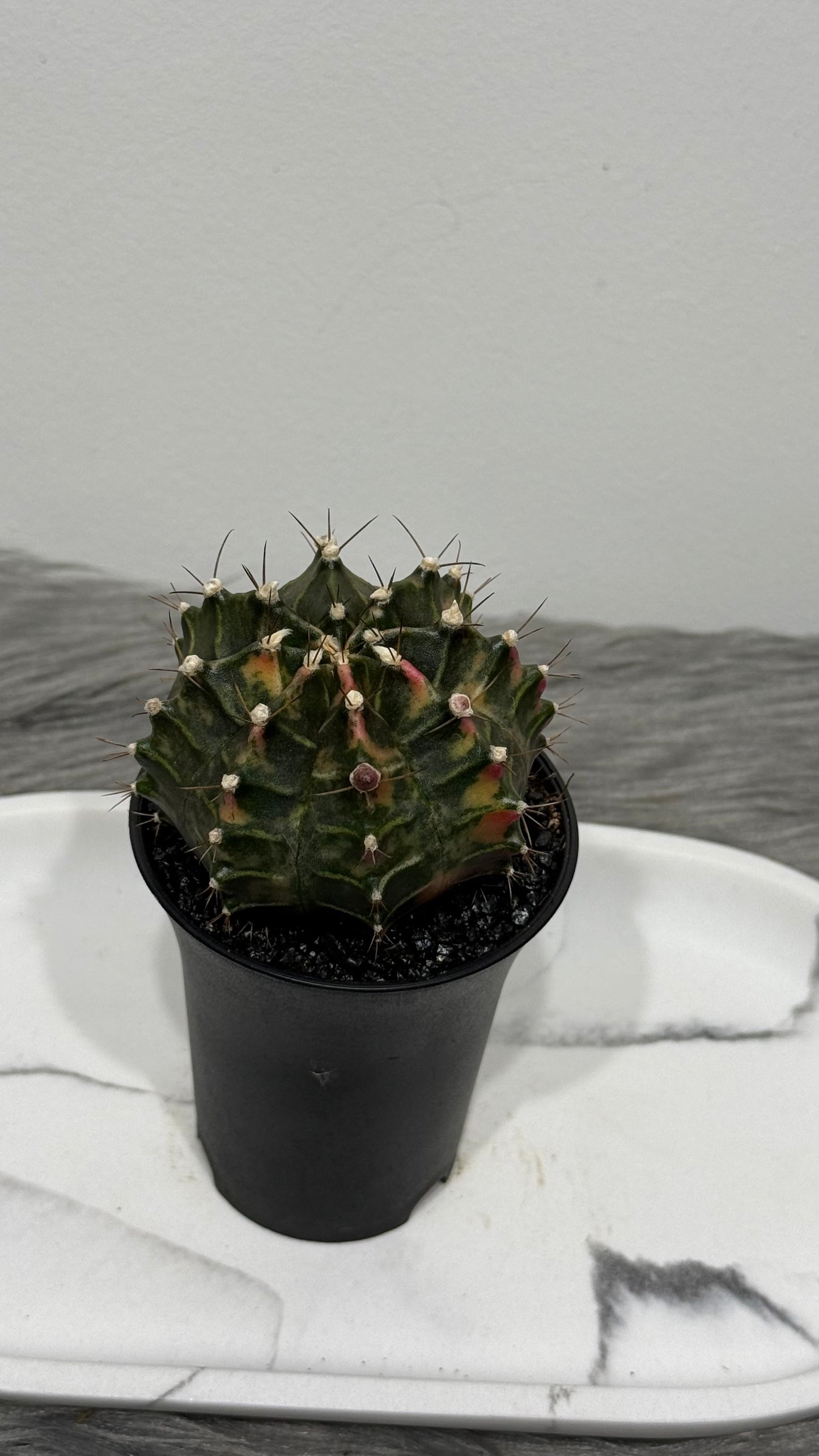 Gymnocalycium mihanovichii variegata