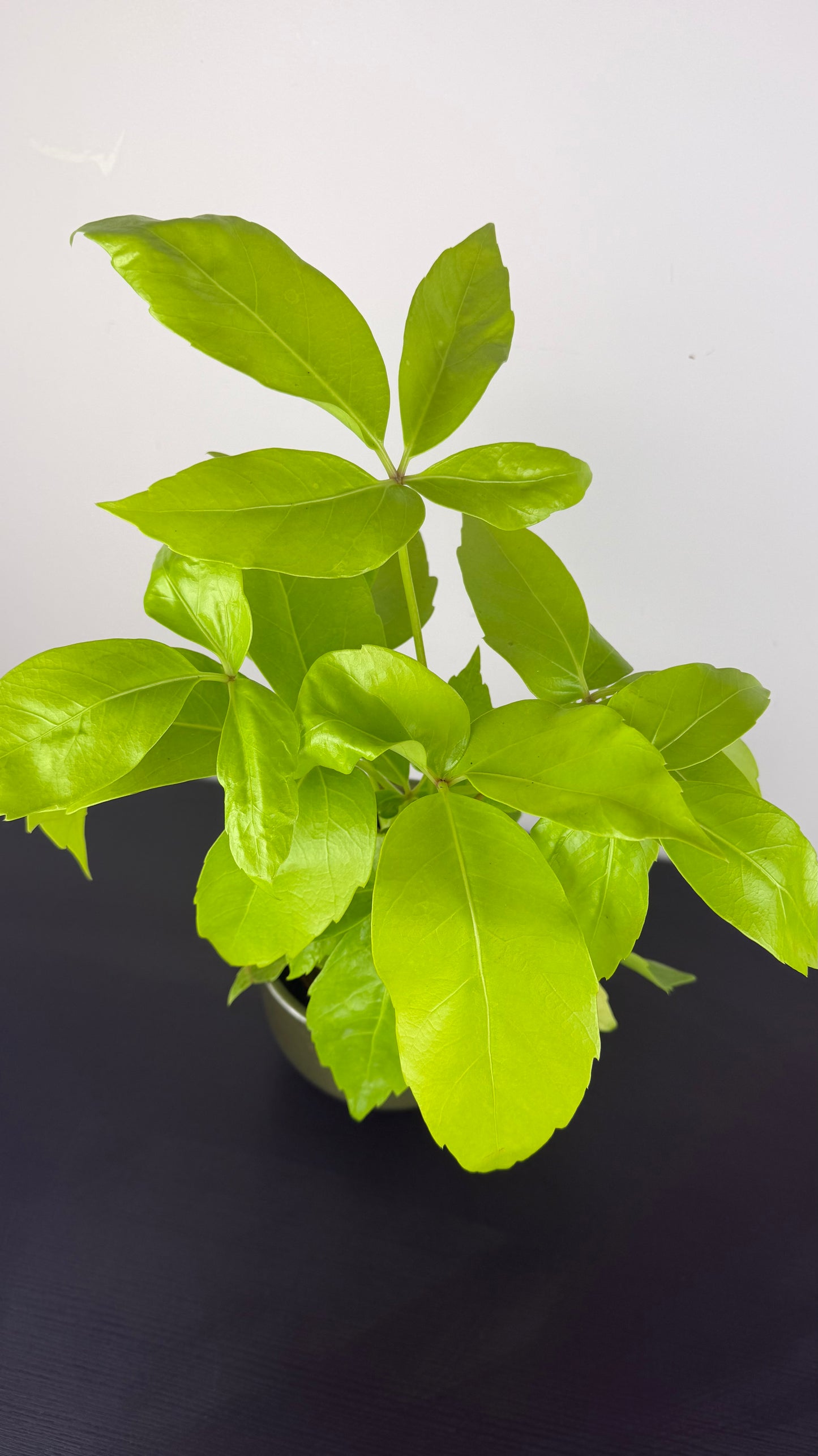 Schefflera Golden Amate