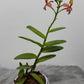 Orhideja Epidendrum 1