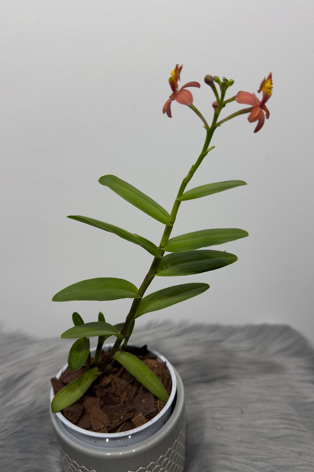 Orhideja Epidendrum 1