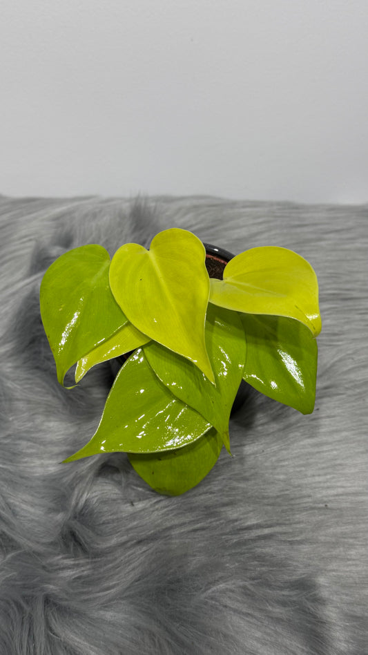 Philodendron scandens micans 'Lime'