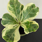 Ficus Lyrata Variegata