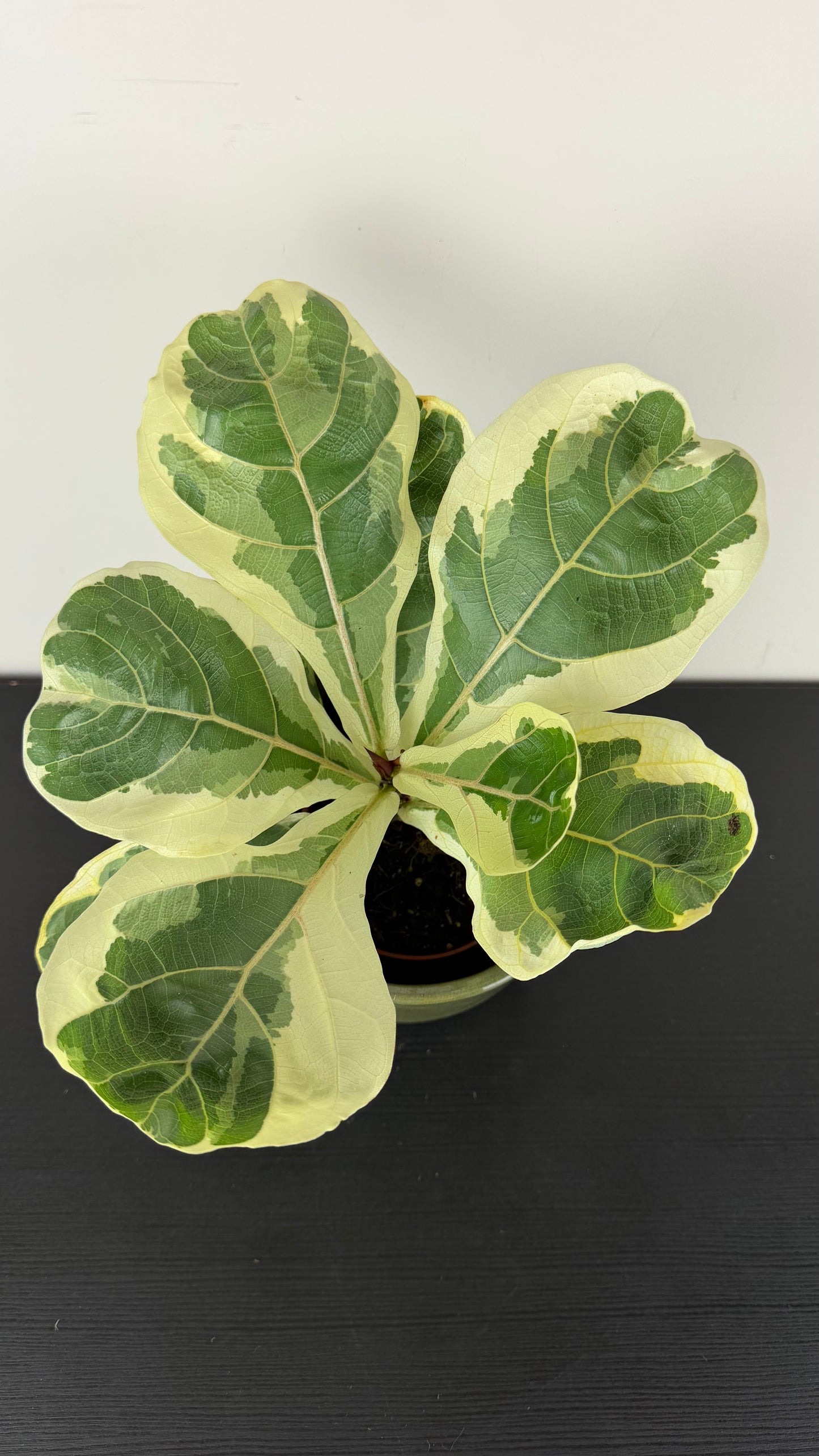 Ficus Lyrata Variegata