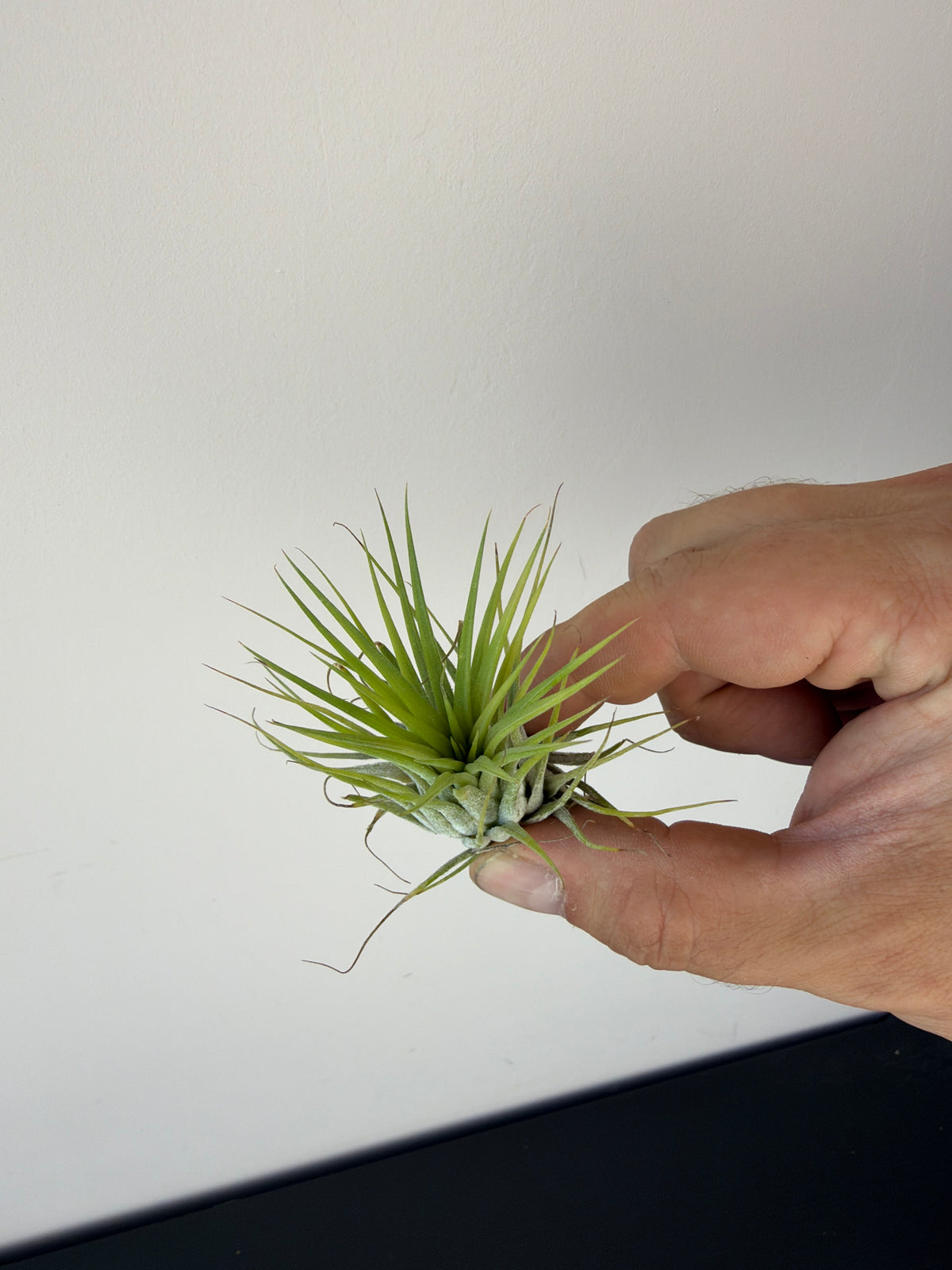 Tillandsia Air plant 12