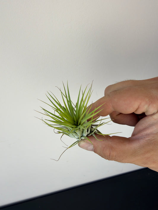 Tillandsia Air plant 12