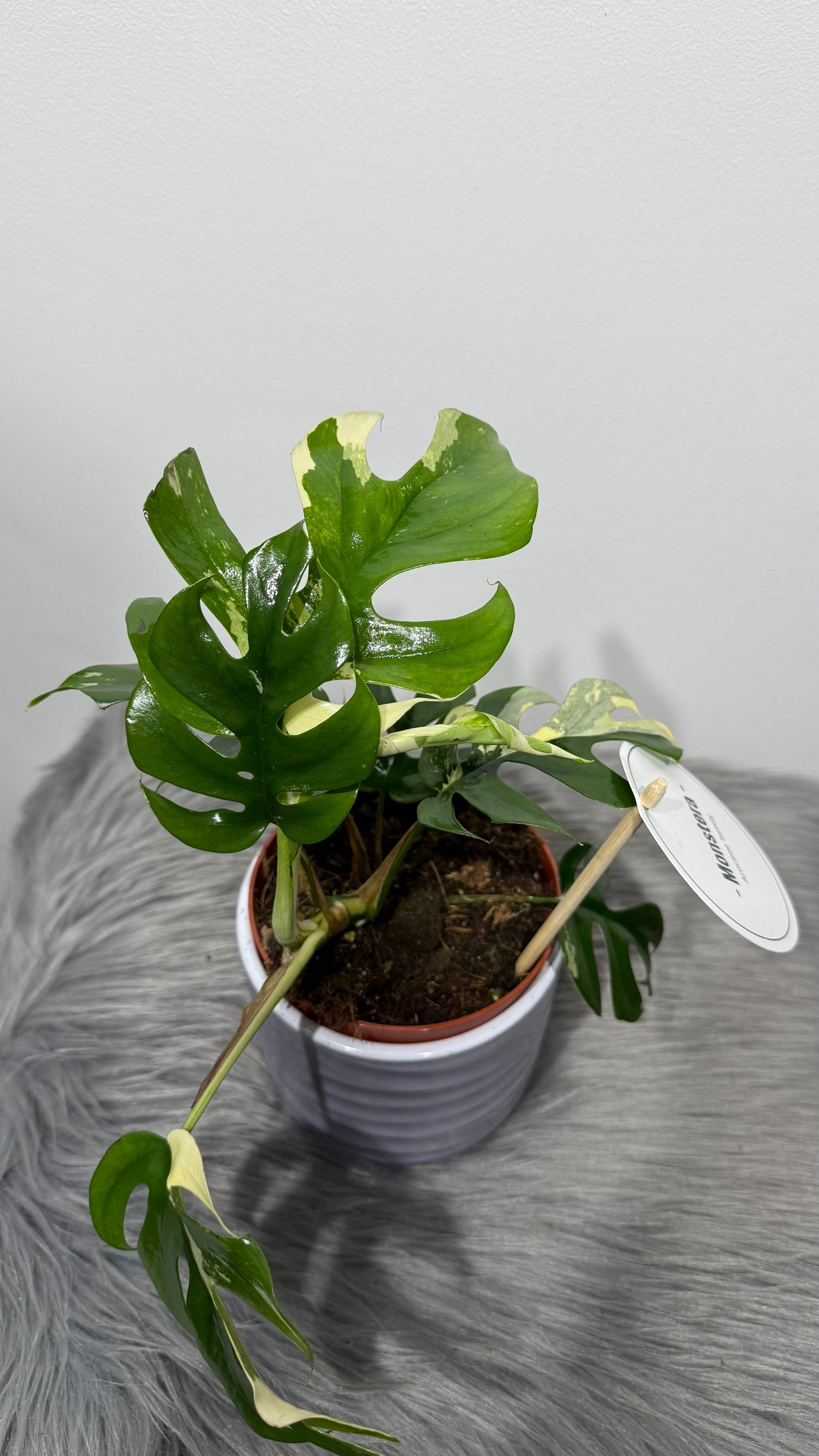 Monstera Minima Variegata