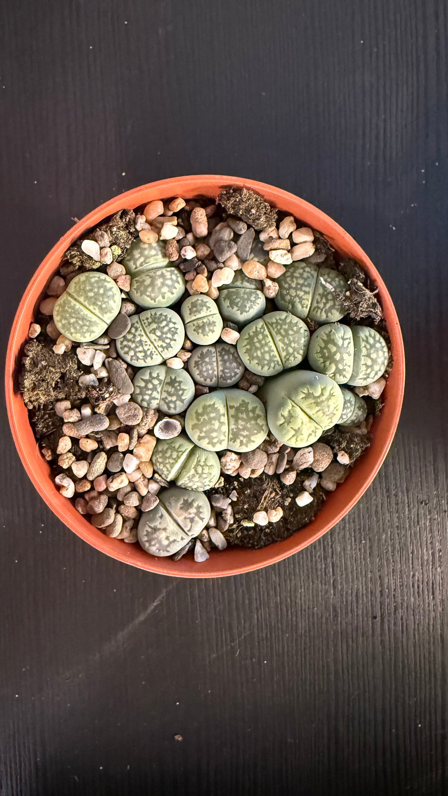 Lithops 4