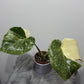 Monstera Thai Constellation 6
