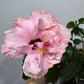 Hibiscus rose double