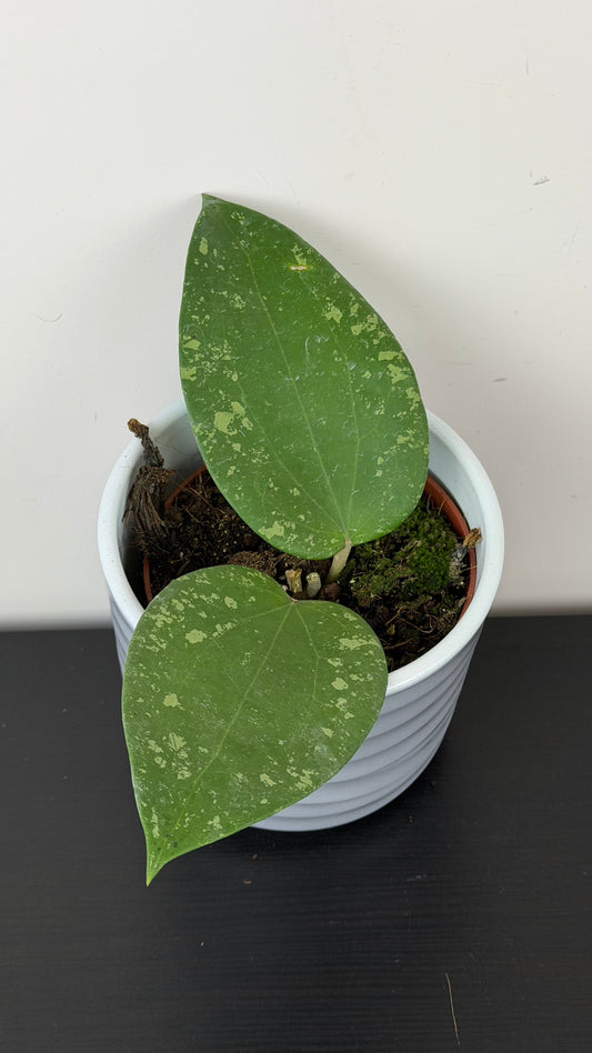 Hoya glabra Splash