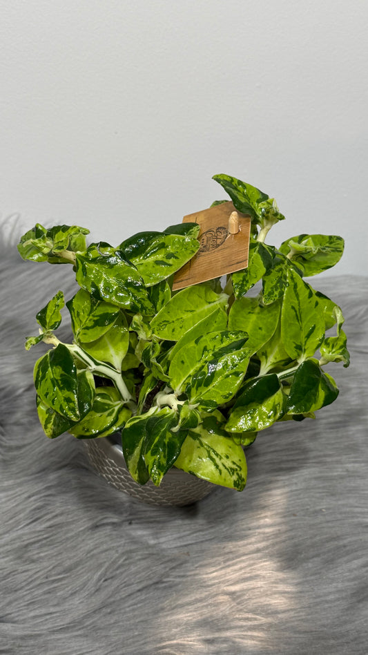 Pedilanthus tithymaloides