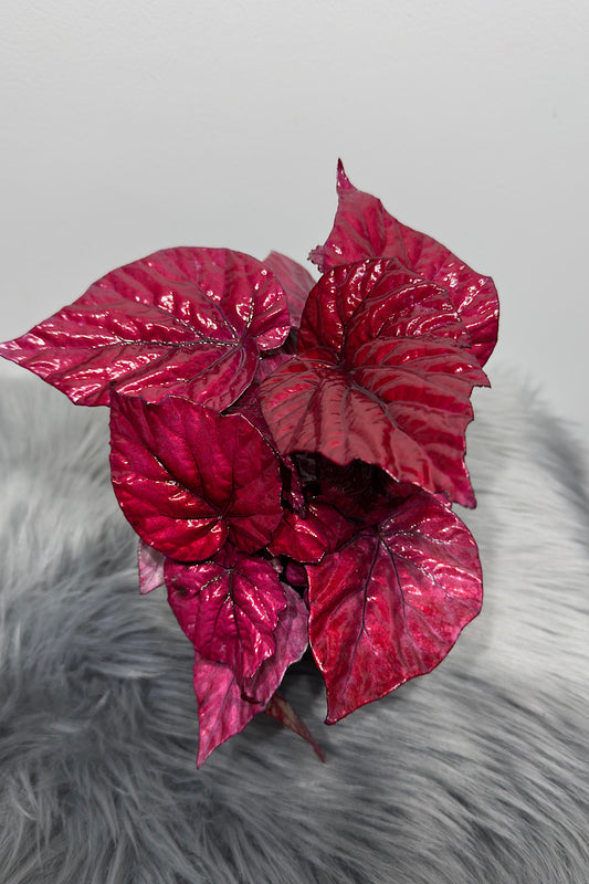 Begonia Beleaf 2