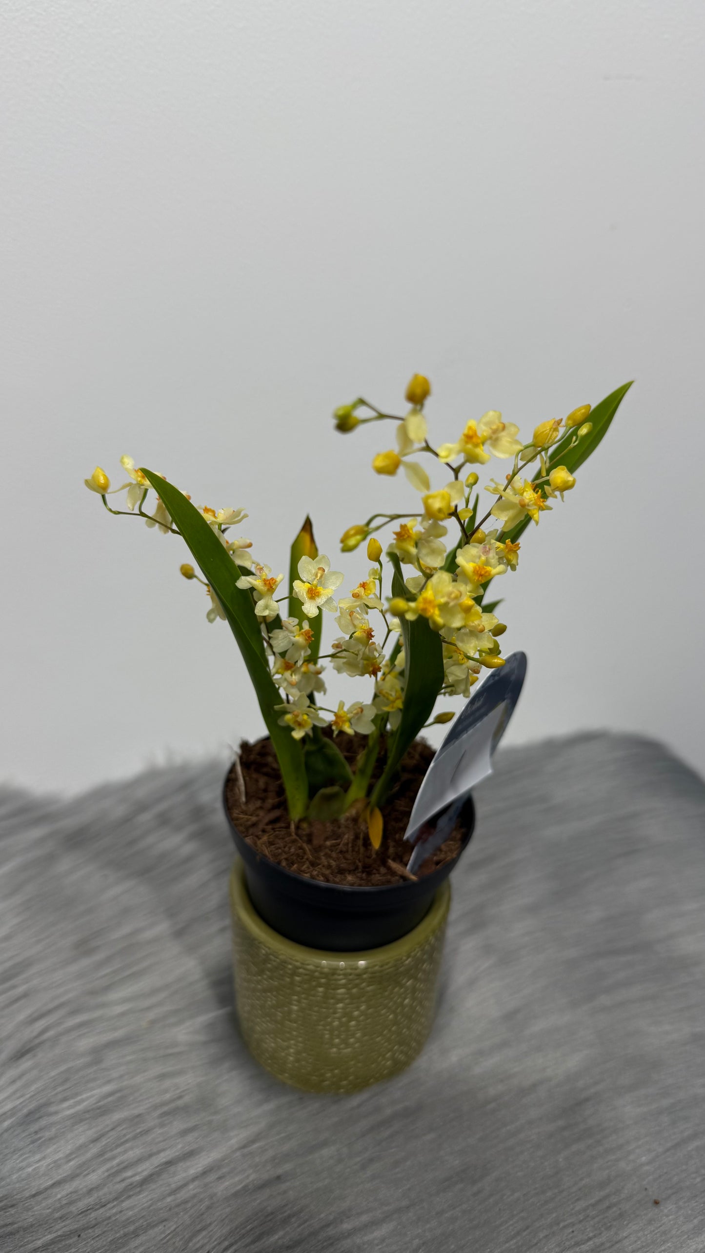 Orhideja Oncidium SMARŽO