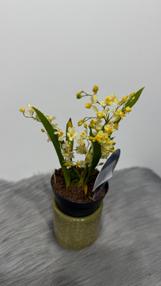 Orhideja Oncidium SMARŽO